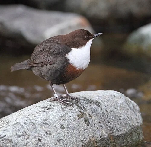 Cinclus cinclus